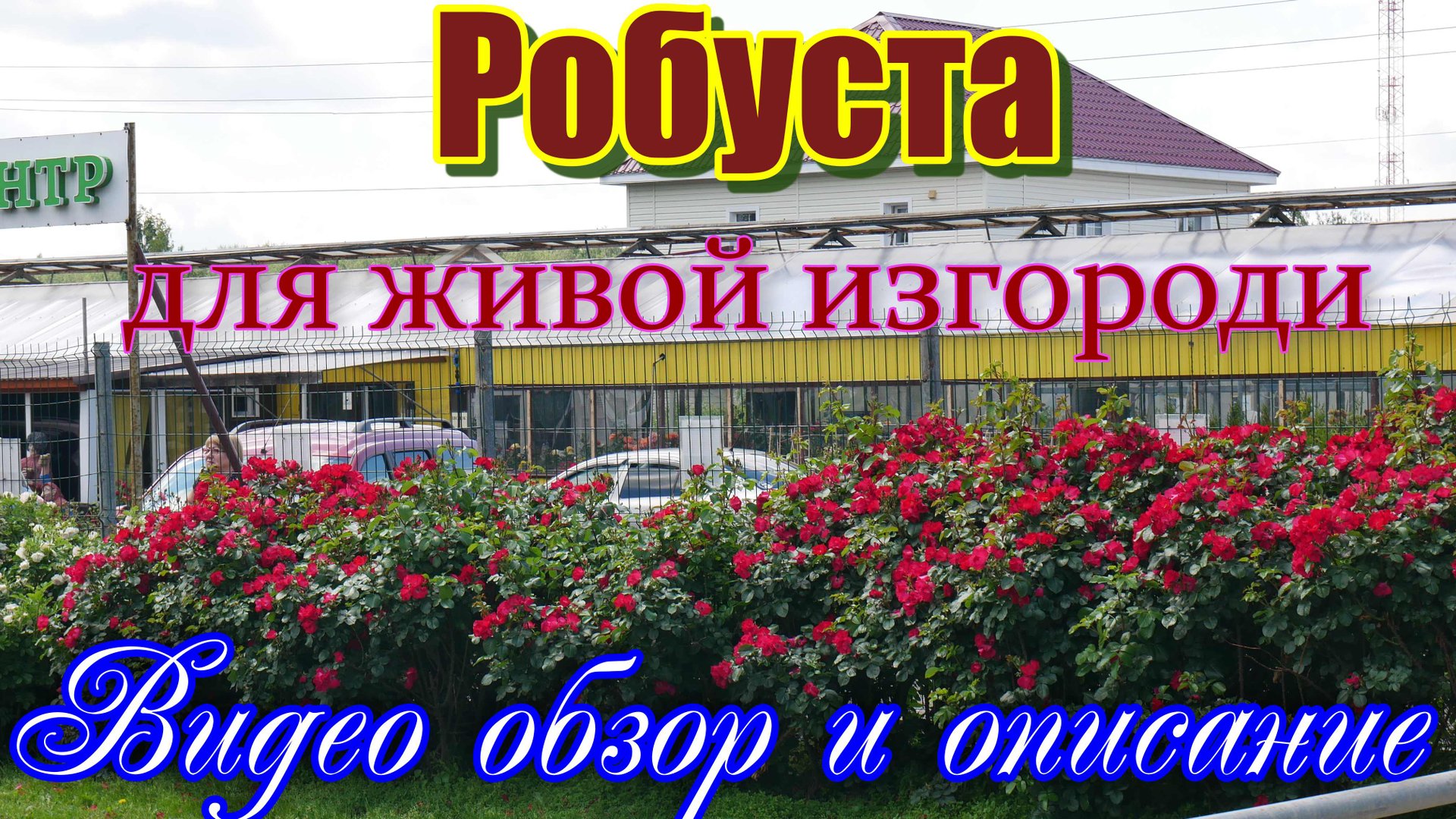 Роза Робуста идеальное решение для живой изгороди__.mp4 смотреть онлайн