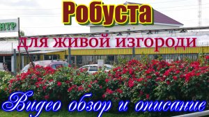 Роза Робуста идеальное решение для живой изгороди__.mp4