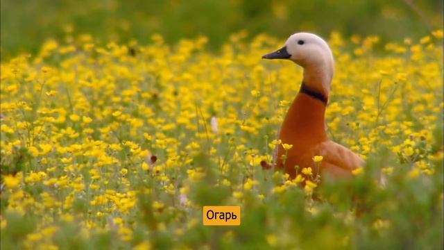 Центральная Азия.Дух дикой природы - Фильм 5. Жизнь наполняет воду - Документальный фильм смотреть онлайн