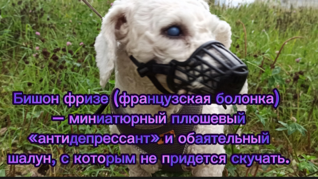 Порода собак Бишон фризе.Подарите мне собаку-барабаку. Собака для детей.