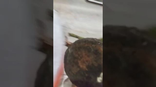 мох. начало. смотреть онлайн