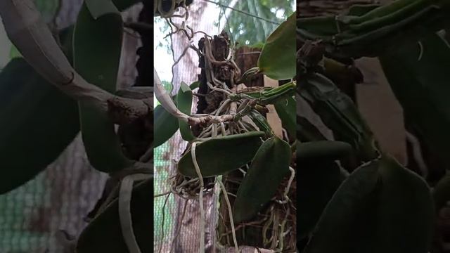 Cattleya walkeriana Alba смотреть онлайн