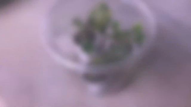 ФИАЛКИ. Что можно использовать для тепличек? African Violets. What can you use 4 personal greenhous смотреть онлайн