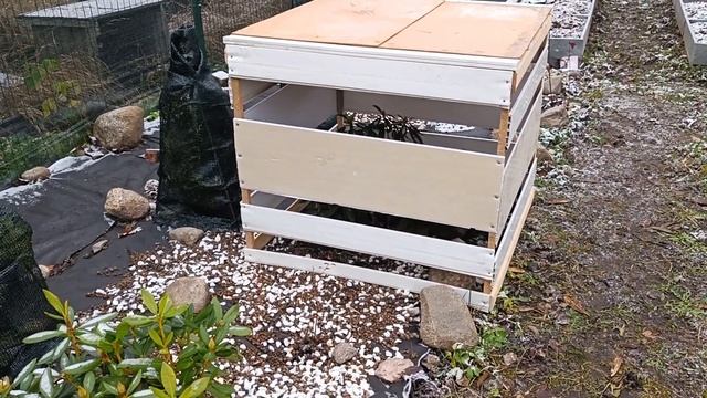 10.11.22.Дача..Туи.Розы и Рододендроны накрыты!к зиме готовы! смотреть онлайн