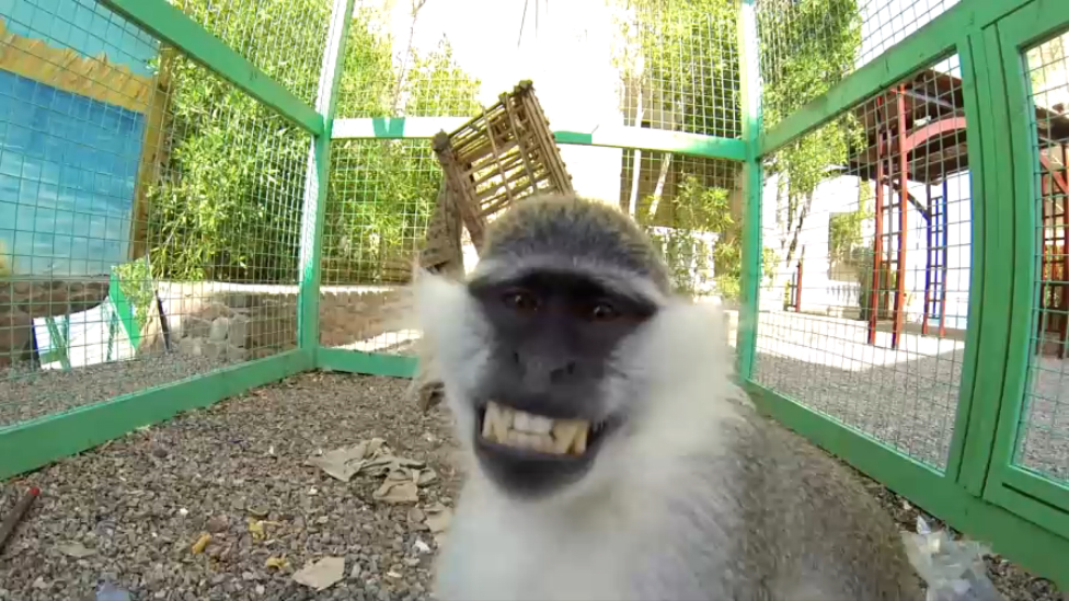 2. Dahab 2016 (Islands)