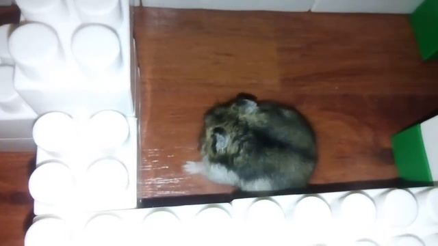 Любимая мелодия хомяка. смотреть онлайн