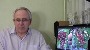 Зола минеральное удобрение, внесение под виноград