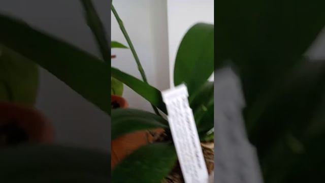 Orkidea phalaenopsis Yaphon Green Batman смотреть онлайн