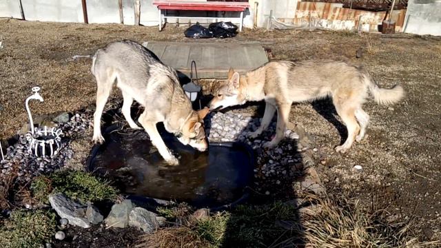 п-к Роскошная Удача. Чехословацкий влчак. Екатеринбург смотреть онлайн