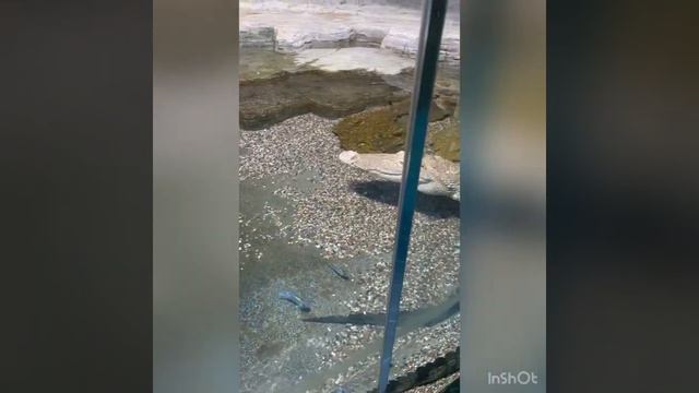 Небольшое путешествие в г.Красногорск Океонариум Крокус Сити🐋 смотреть онлайн