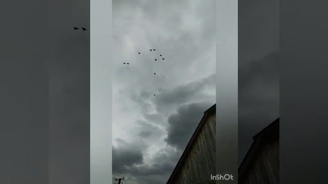 Сильный ветер, голуби не летят☁💨 смотреть онлайн