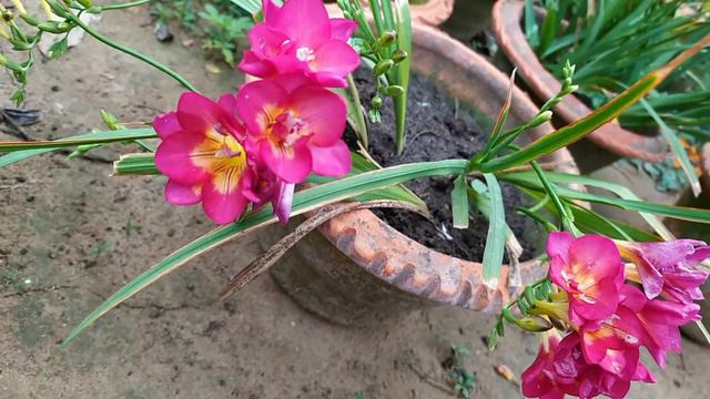 #freesia #flower #fresiabulb #pink