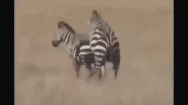 Спаривание животных. смотреть онлайн