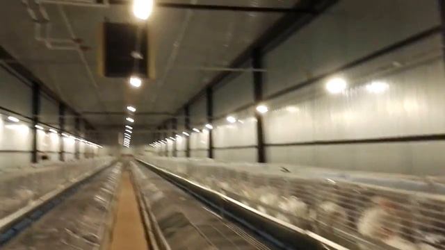 Современный крольчатник смотреть онлайн