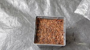 ? #1 Как прорастить семена платикодона | Платикодон. Выращивание из семян