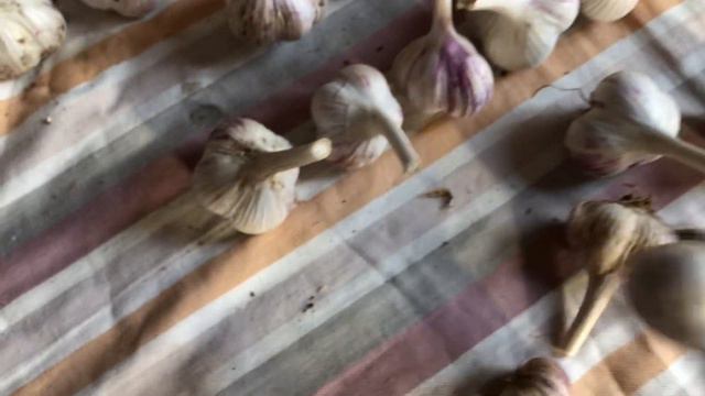 Чеснок. Куда повернуть зубок? смотреть онлайн