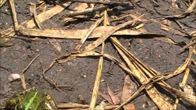 #Футаж. Прудовая лягушка/#Footage. Pool frog/Pelophylax lessonae смотреть онлайн