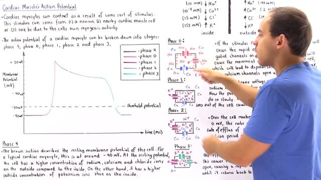Action Potential of Cardiac Muscle смотреть онлайн