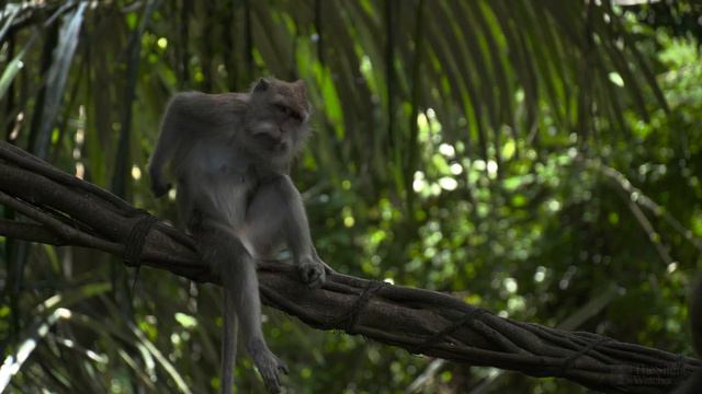 4K HDR Monkey Business - Life of Monkeys - Animal Documentary - Fun & Relaxing Music Video - No Talk смотреть онлайн