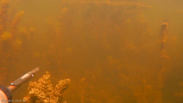 Подводная охота Spearfishing щука 6 кг. смотреть онлайн