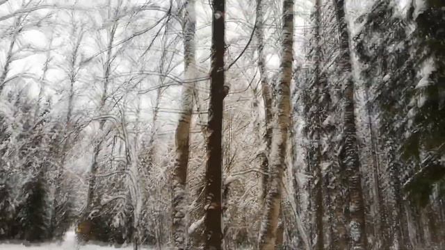 Такого количества кормушек мы еще не видели! Дендропарк города Кирова. смотреть онлайн