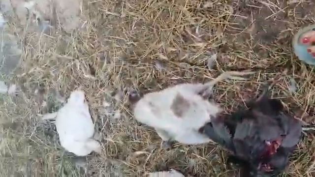 Порвали заводские собаки смотреть онлайн