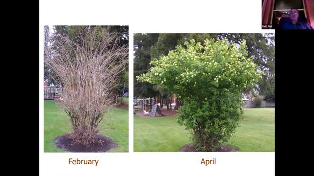 Shrub Pruning Made Easy: Salvaging the Overgrown and Starting Out Right with New Plantings смотреть онлайн