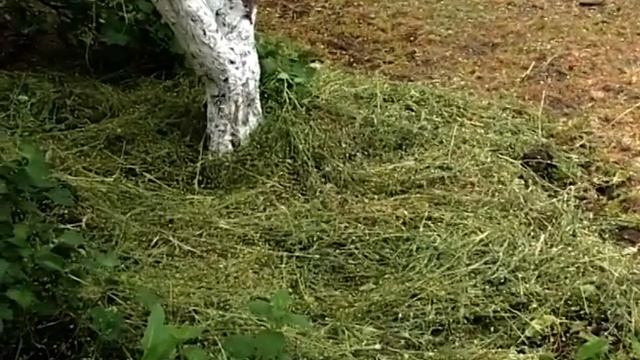 Причины пожелтения листьев. Лечение супер метод. смотреть онлайн