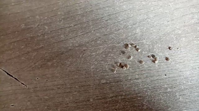 Помидоры "МЕДОВЫЙ ГИГАНТ" сею на Рассаду??? СЛАДКИЕ!!! Для Открытого Грунта и Теплицы 27.03.23г? смотреть онлайн