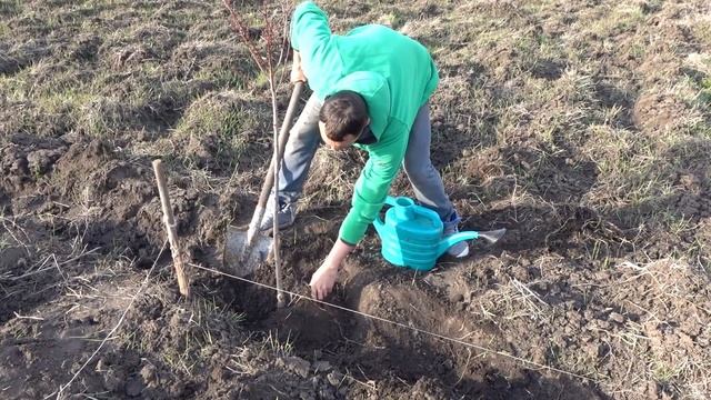 КАК ПОСАДИТЬ НЕКТАРИН ВЕСНОЙ смотреть онлайн