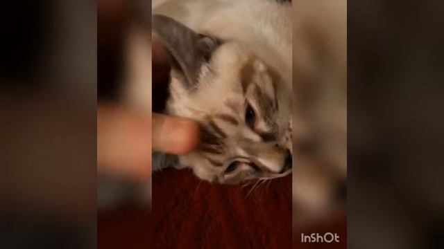 Попугай заболел ей плохо. Что делать. Милый миша. смотреть онлайн