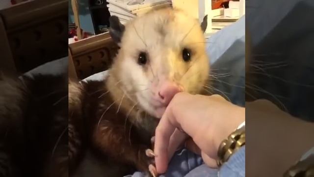 Are opossums affectionate? Sesame sets out to provide answers! смотреть онлайн