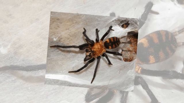 10 самых страшных пауков в мире их внешний вид испугает любого смотреть онлайн