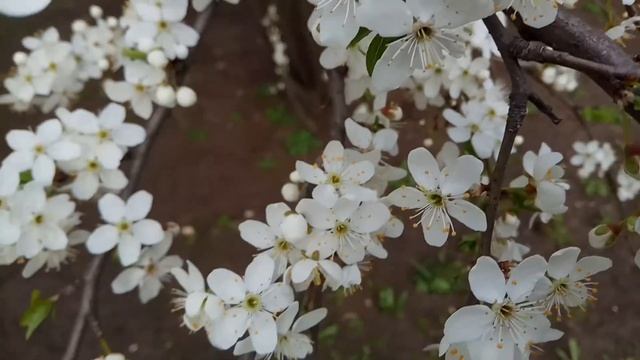 Белые цветы кустарник ??? смотреть онлайн