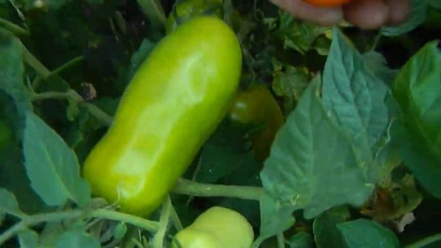 Томат Санькина любовь. Созревшие плоды. смотреть онлайн