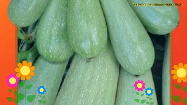 Кабачок. Краткий обзор, описание характеристик, где купить семена cucurbita pepo Король Рынка F1 смотреть онлайн