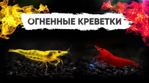 Огненные аквариумные креветки неокаридины