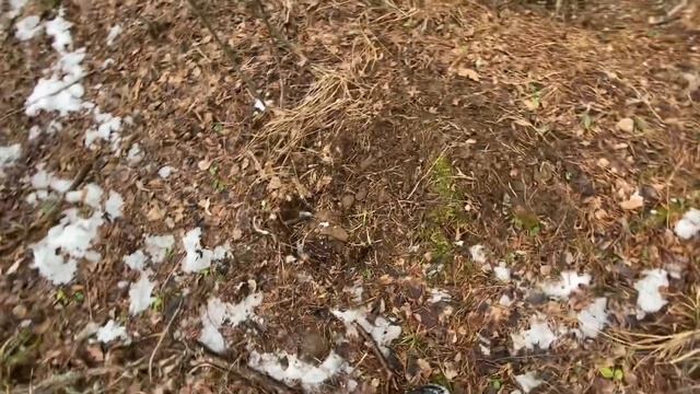 Вышневолоцкое водохранилище. Остров Кунина Релка. Бывшая деревня Кунино. 2021 год. смотреть онлайн