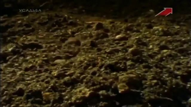 ТОП 10 ФАКТОВ О ДОЖДЕВЫХ ЧЕРВЯХ! смотреть онлайн