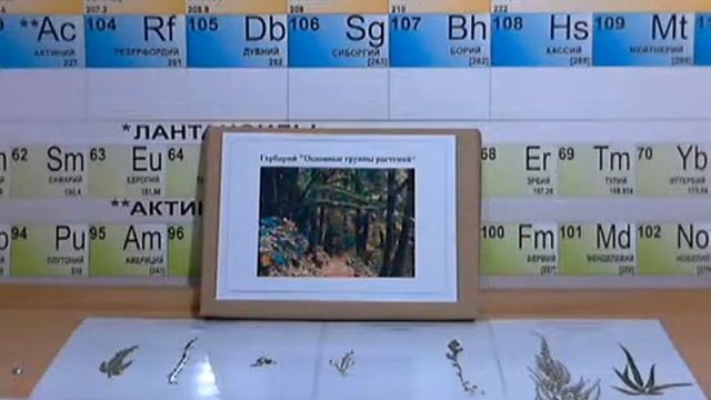 гербарий школьный смотреть онлайн
