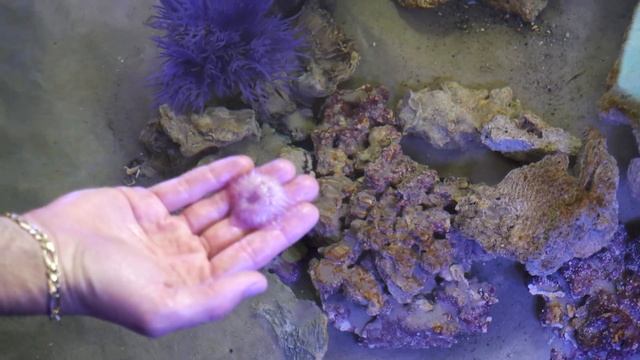 Stocking My SALTWATER POND With Tons of EXOTIC SEA CREATURES! (Shopping Spree #2!) смотреть онлайн