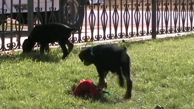 Blue doberman puppies playing, blue doberman puppy for sale, AKC puppies смотреть онлайн