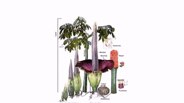 Amorphophallus titanum Araceae...largest flower in the world.avi смотреть онлайн