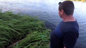 снасть херабуна на реке Днестр ловит карпа /  Илья показал мастер класс / устройство херабуны