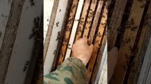 Простой пример работы 6 рамочника!