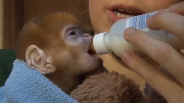 Cute ginger monkey born at ZSL London Zoo смотреть онлайн