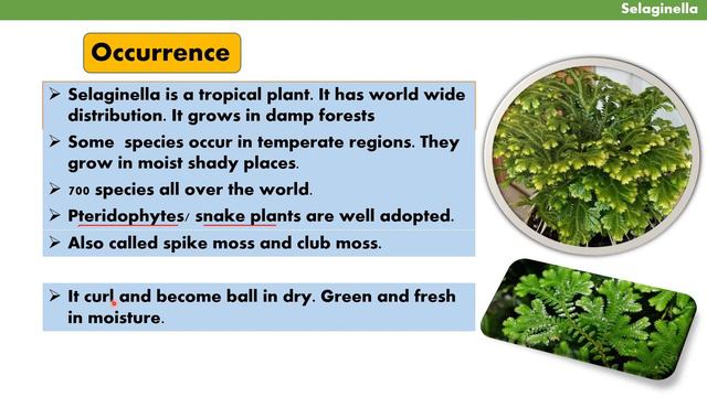 Selaginella (Pteridophytes) Morphology Urdu/Hindi by Mushtaq Saqib смотреть онлайн