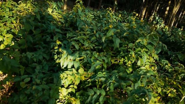 Диервилла I Diervilla Rivularis