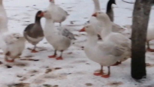 ГУСИ 3-Х ПОРОД ЛИНДА БОЛЬШОЙ СЕРЫЙ ХОЛМОГОРЫ смотреть онлайн