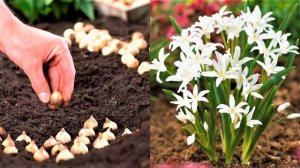 Совершенно Неприхотливые Многолетние Цветы Небесной Окраски. Очаровательный первоцвет Хионодокса